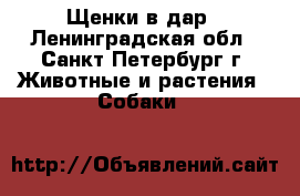 Щенки в дар - Ленинградская обл., Санкт-Петербург г. Животные и растения » Собаки   